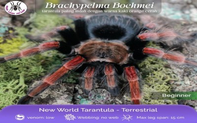 BRACHYPELMA BOEHMEI TARANTULA / MEXICAN FIRE LEG TARANTULA JUVIE 3-4 CM
